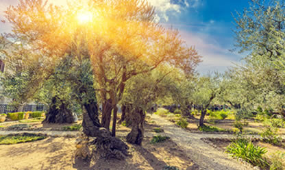 Viajes a ISRAEL, JORDANIA Y EL CAIRO 2025 en español | Agencia de Viajes Festival