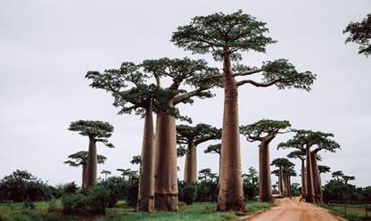 Tour a MADAGASCAR: SUR ESPECTACULAR 2026 en español | Tours a China