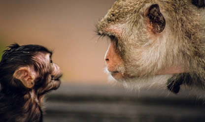 Tour a UGANDA Y RUANDA 2026 en español | Tours a China