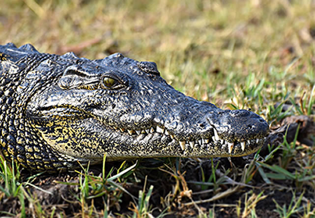 foto del tour a botswana en español 2026-2027
